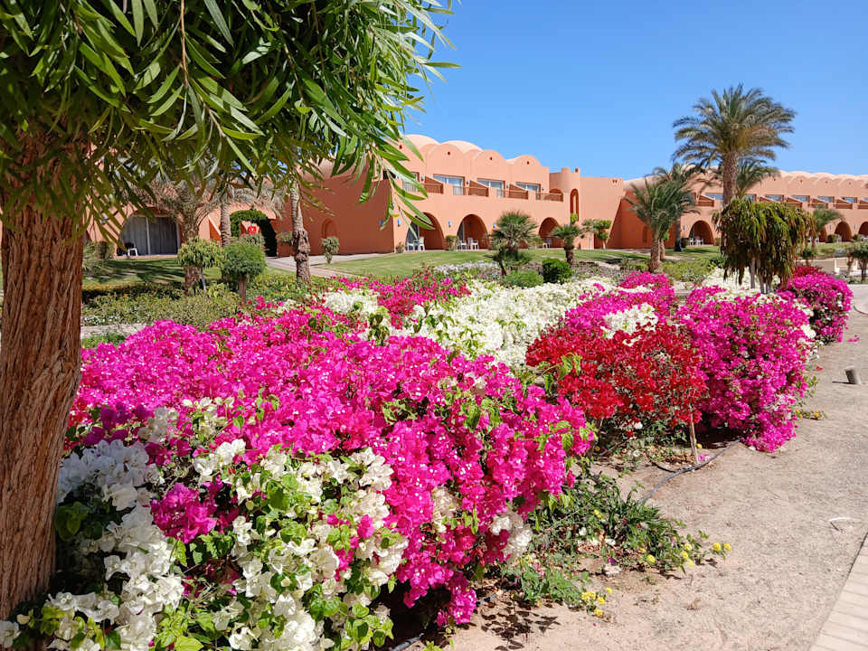 Gartenanlage Novotel Marsa Alam Beach Resort