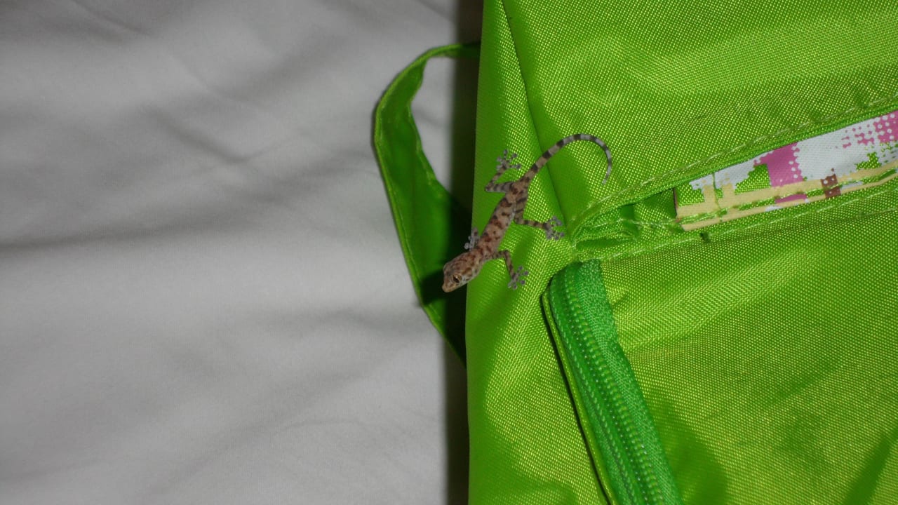 Kleiner Besucher Akassia Swiss Resort