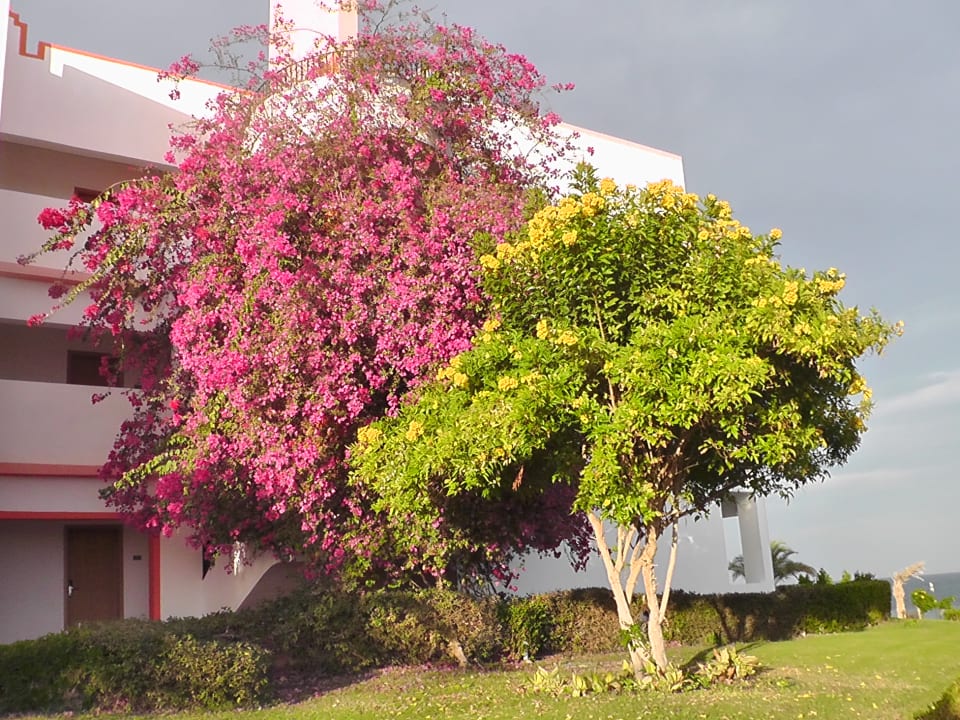 Gartenanlage Fantazia Resort Marsa Alam