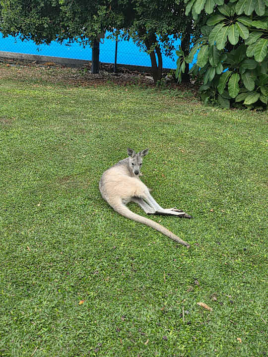 Gartenanlage Daydream Island Resort and Spa