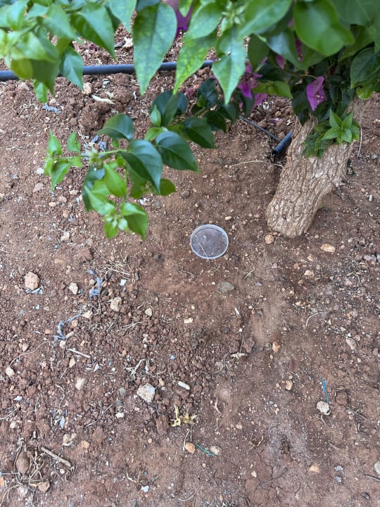 Gartenanlage TUI SUNEO Chrissi Amoudia