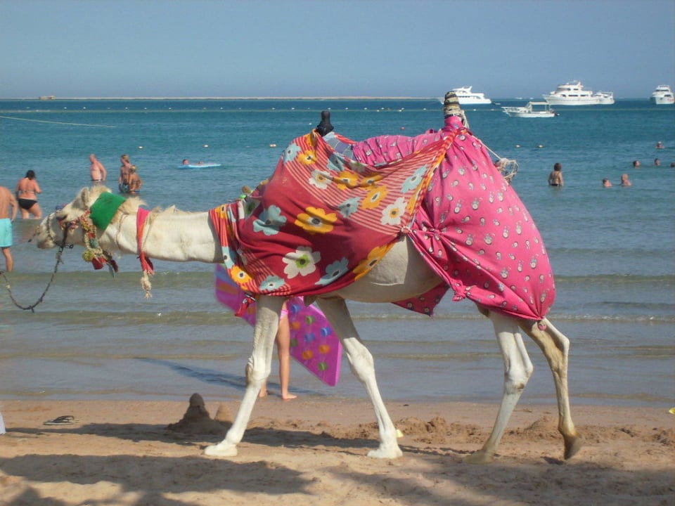 Kamel Oscar Giftun Azur Resort