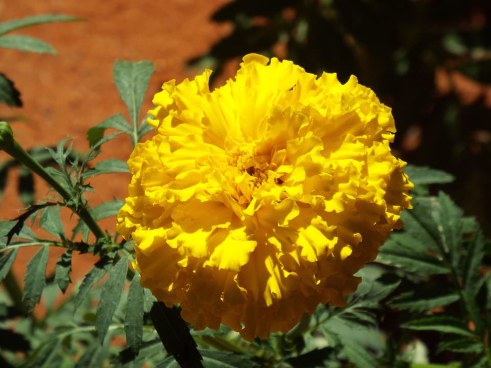 Tagetes Kalahari Anib Lodge