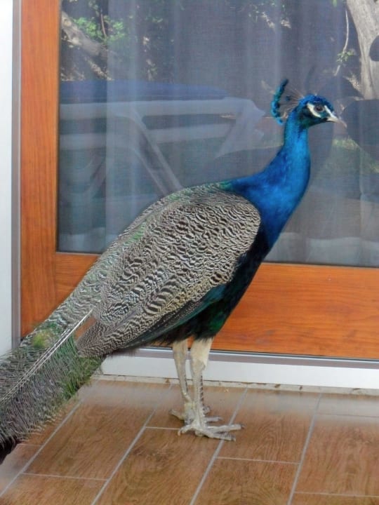 Haustiere im Miraflor Suites HL Miraflor Suites Hotel