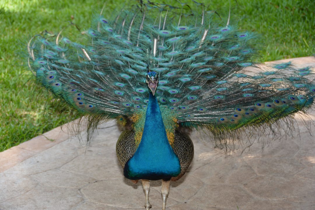 Einer der 8 Pfauen Iberostar Waves Tucan