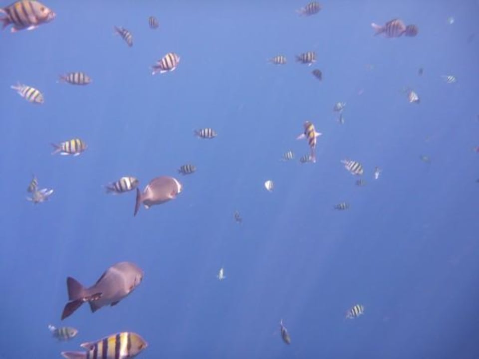 Unterwasserwelt The Grand Hotel Sharm El Sheikh