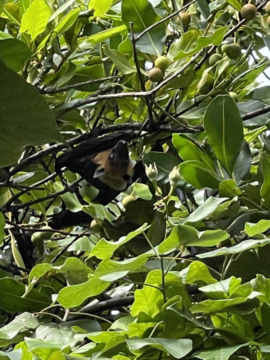 Gartenanlage NH Collection Maldives Reethi Resort