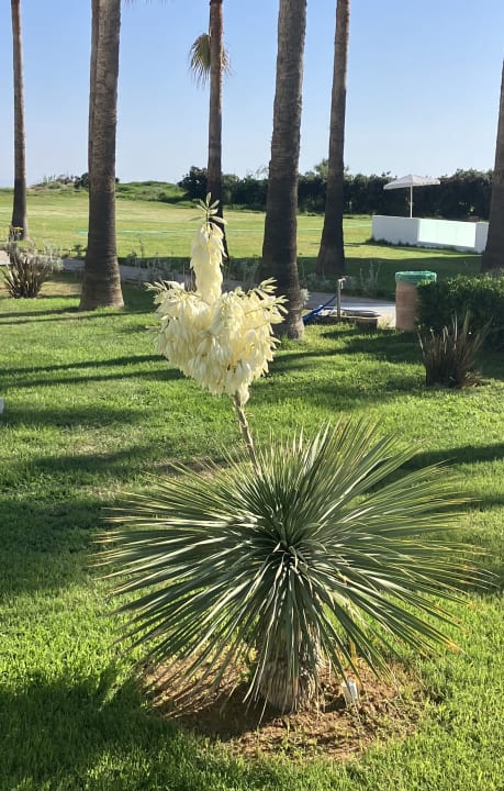 Gartenanlage Delfina Tropic Beach