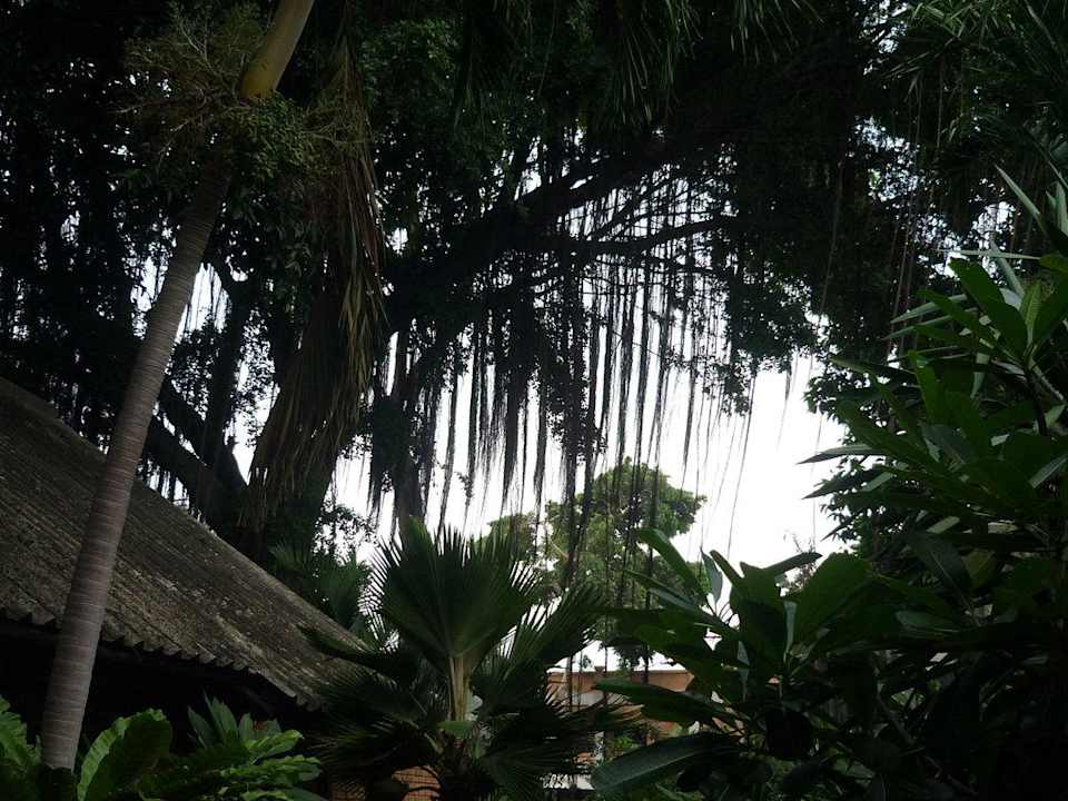 Dschungelgarten Hotel The Cottage