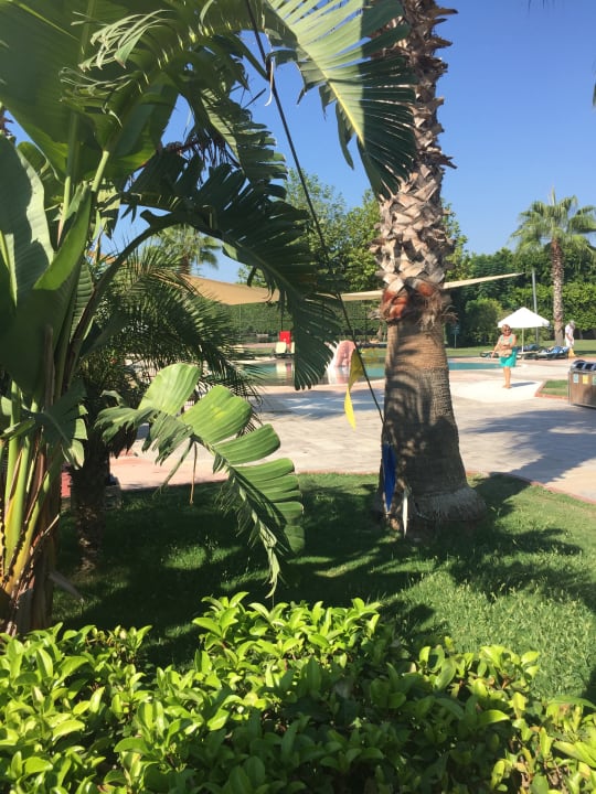 Pool Sherwood Exclusive Lara