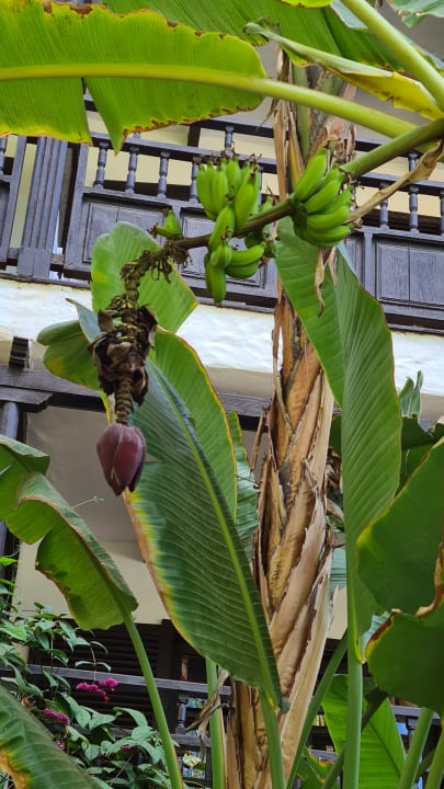 Außenansicht Hotel Parque Tropical