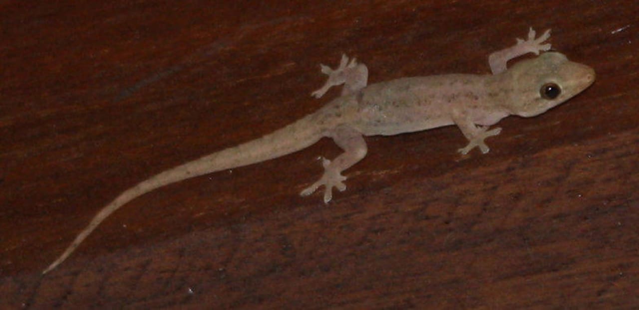 Einer von vielen Geckos auf der Insel NH Collection Maldives Reethi Resort