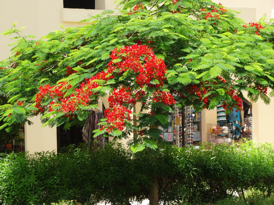 Рядом магазинчики Stella Garden Resort & Spa, Makadi Bay