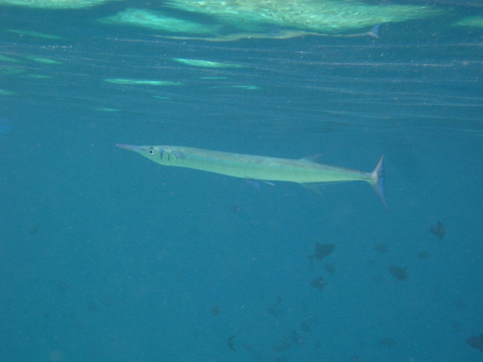 Unterwasserwelt am Hausriff NH Collection Maldives Reethi Resort