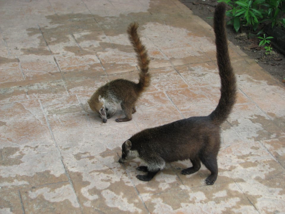 Begrüßungskomitee Catalonia Playa Maroma