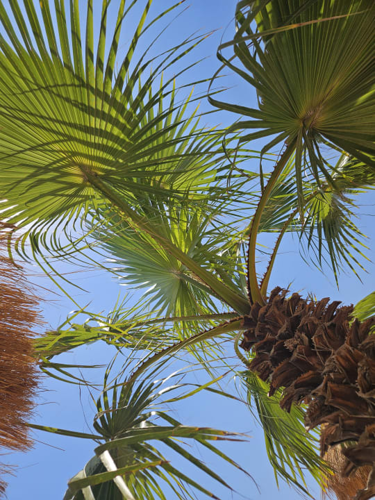 Strand Lotus Bay Beach Resort