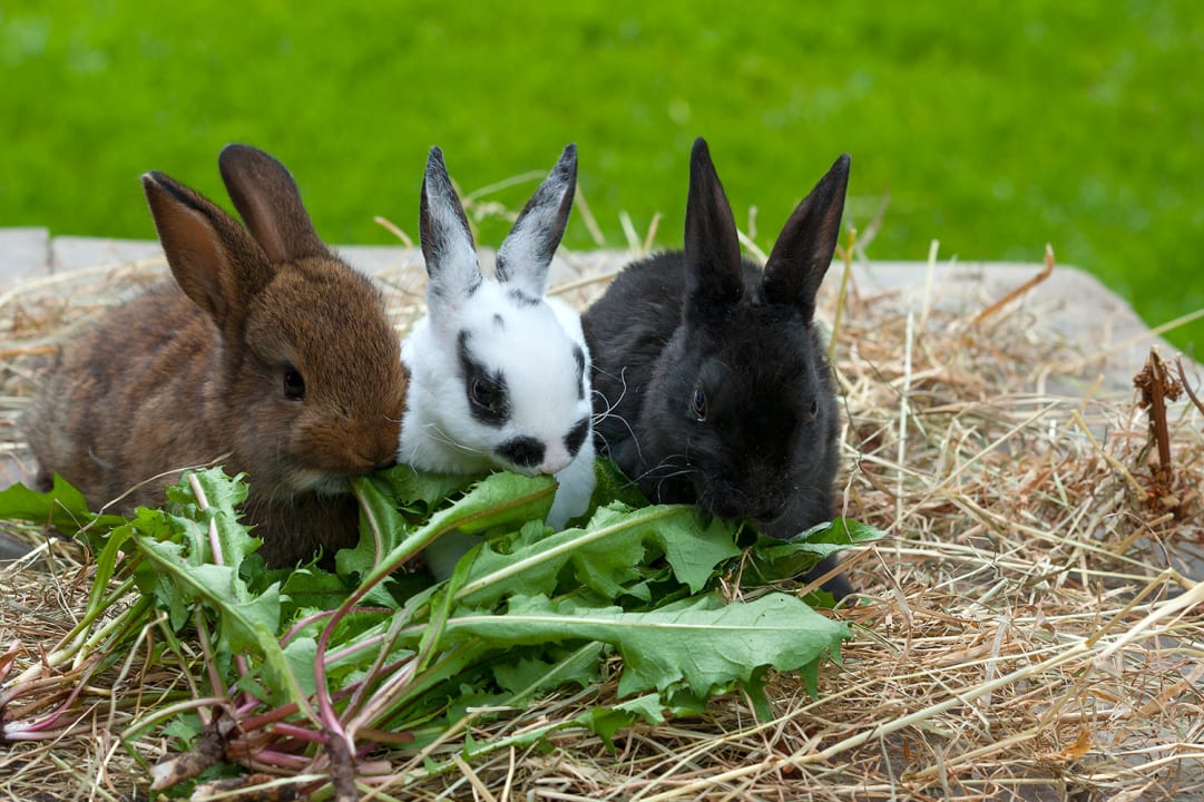 Sport & Freizeit Nordseeferienhof Katthusen