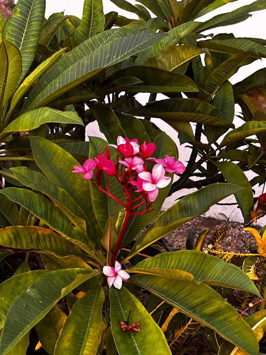 Gartenanlage Hotel Riu Tequila