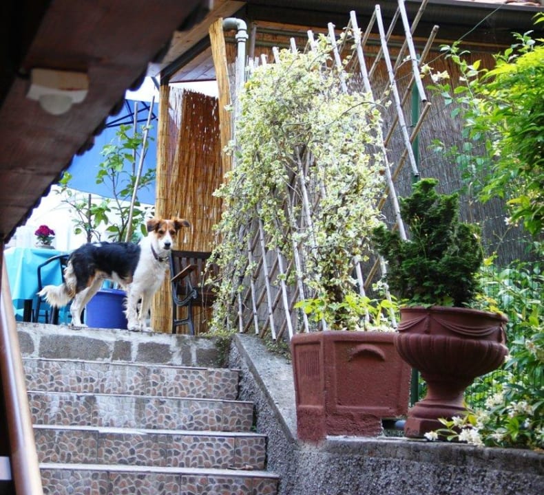 Hundefreundlich Hotel Canarino