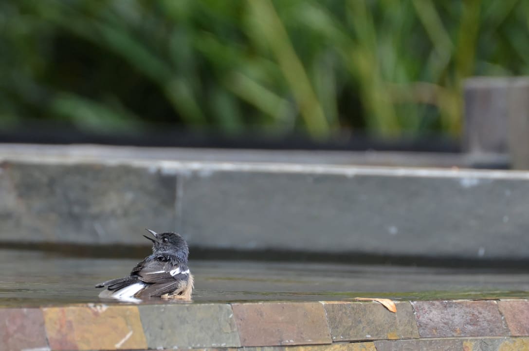 Dajal beim täglichen Bad Moracea by Khao Lak Resort
