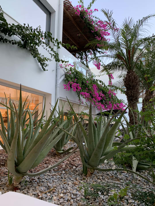 Gartenanlage TUI BLUE Oceanis Beach and Spa Resort