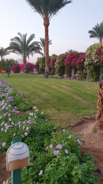 Gartenanlage Desert Rose