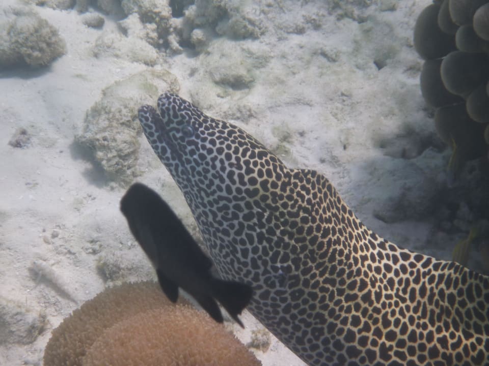Tiger Moräne Kuredu Island Resort & Spa