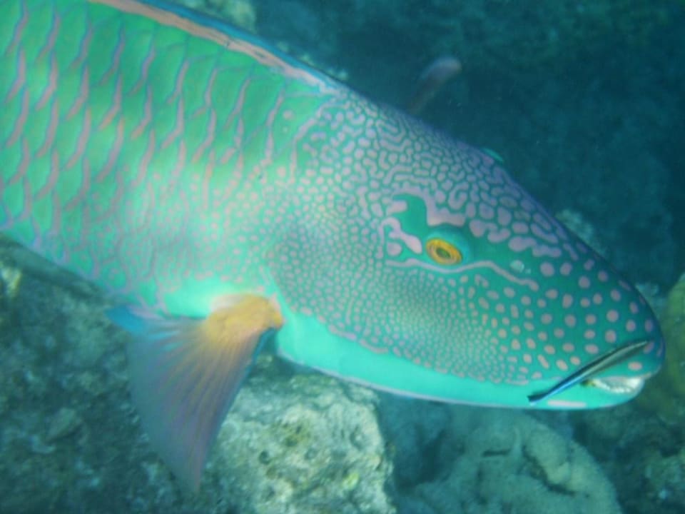 Papageifisch Sun Siyam Vilu Reef