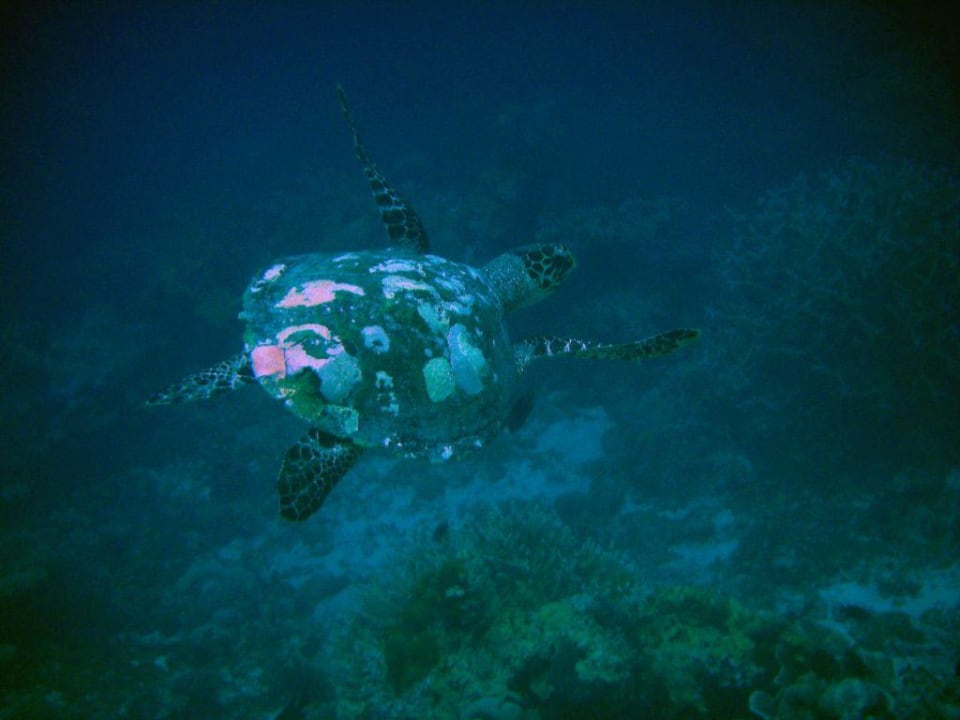 Schildkröte Summer Island Maldives