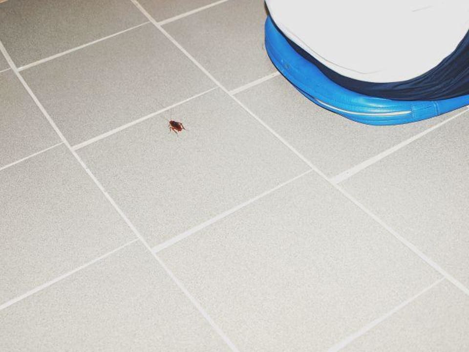 Die Untermieter Kakarlaken Olympos Beach Hotel