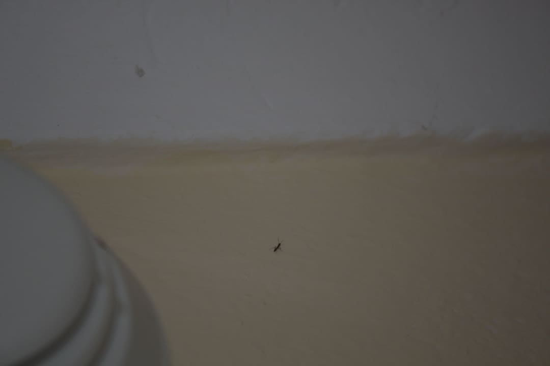 Insektenbefall Flacalco Hotel & Apartments