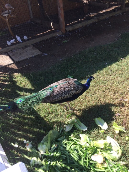 Jiva Beach Resort Jiva Beach Resort