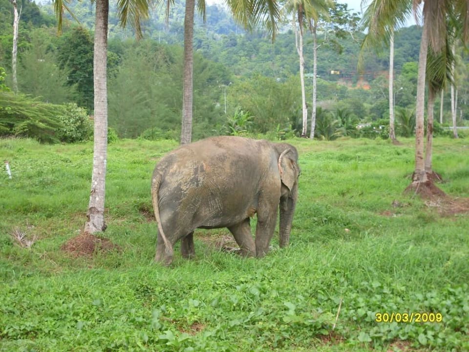 Elefanten grasen vor dem Hotel The Briza Beach Resort Khaolak