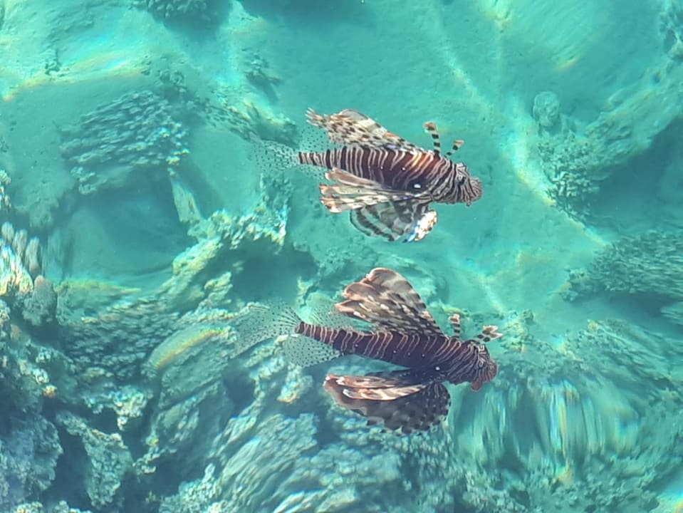 Strand Cleopatra Luxury Resort Makadi Bay