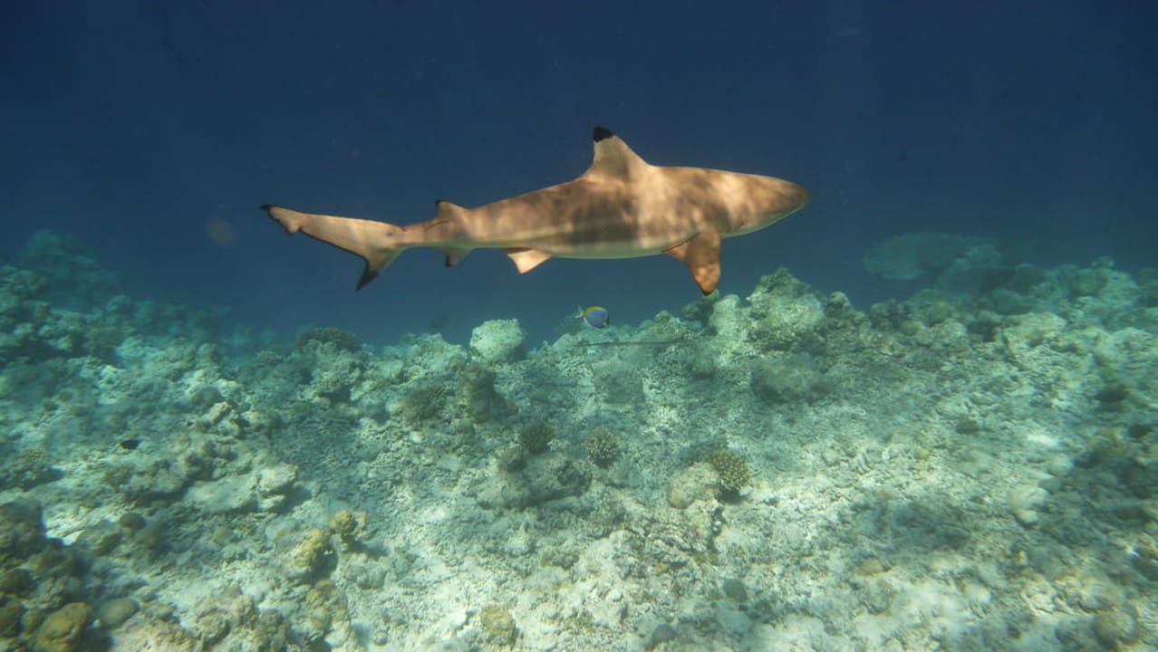 Riffhai Kuramathi Maldives
