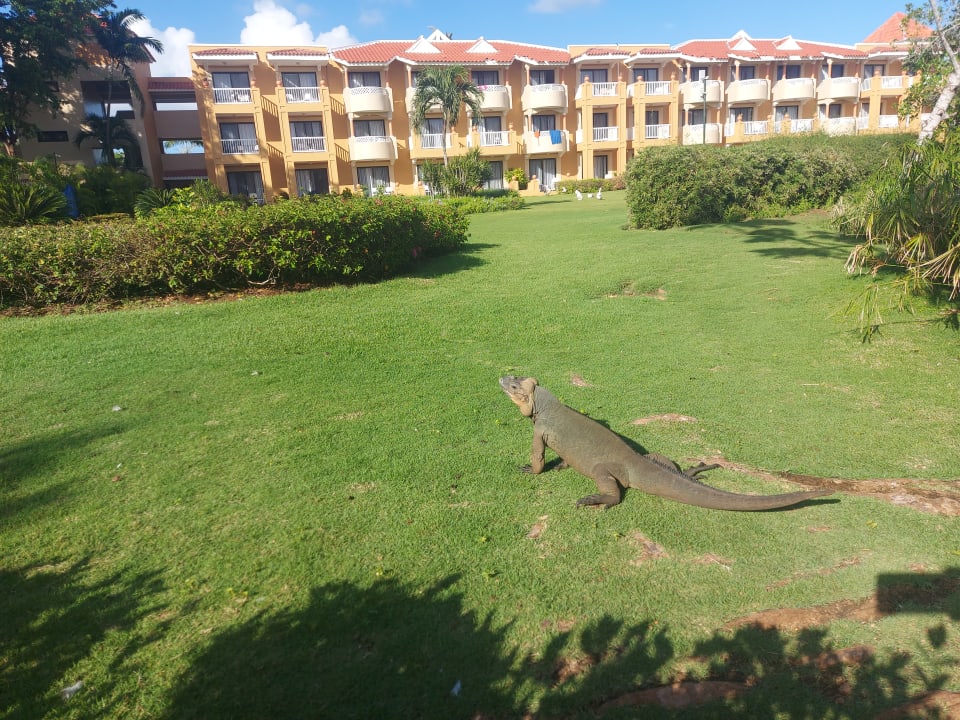 Gartenanlage Hotel Viva Dominicus Palace by Wyndham-All Inclusive Resort