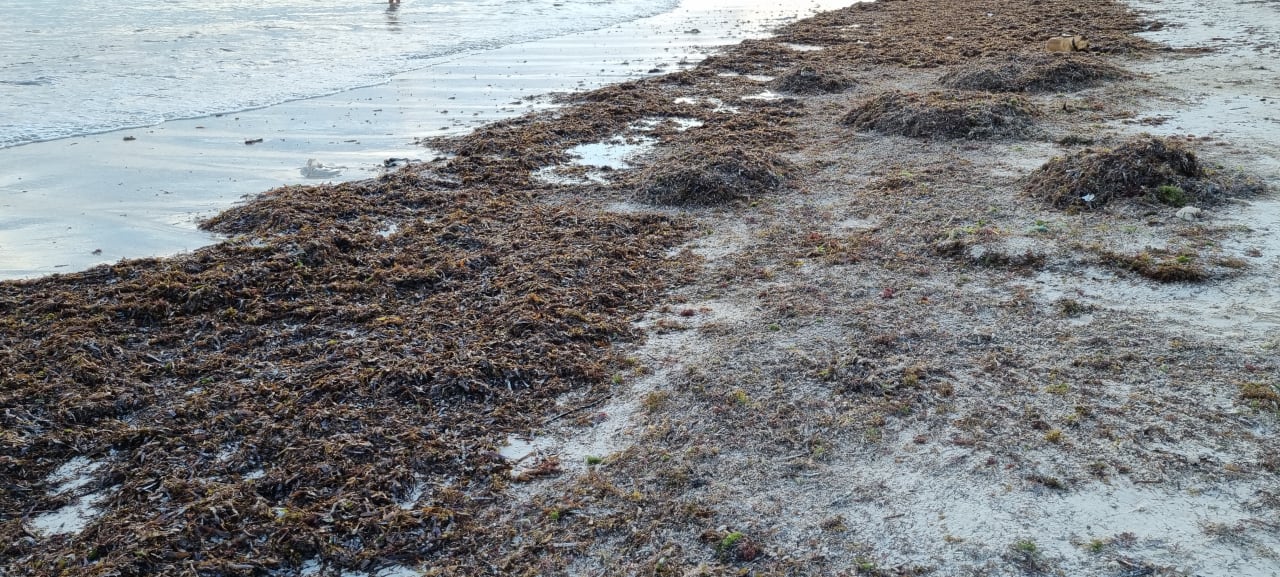 Strand whala!bávaro