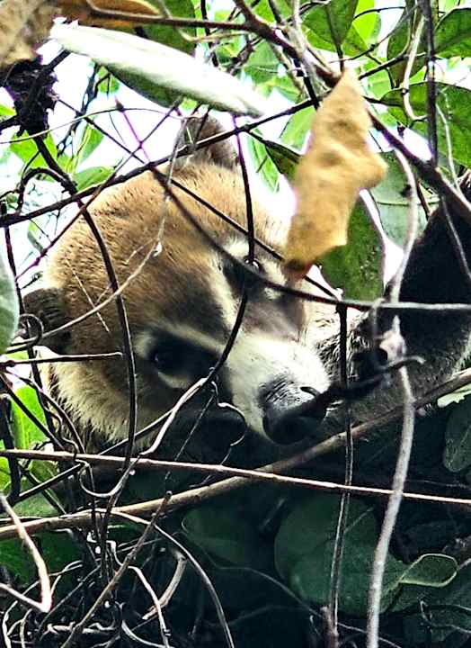 Gartenanlage Bahia Principe Grand Tulum
