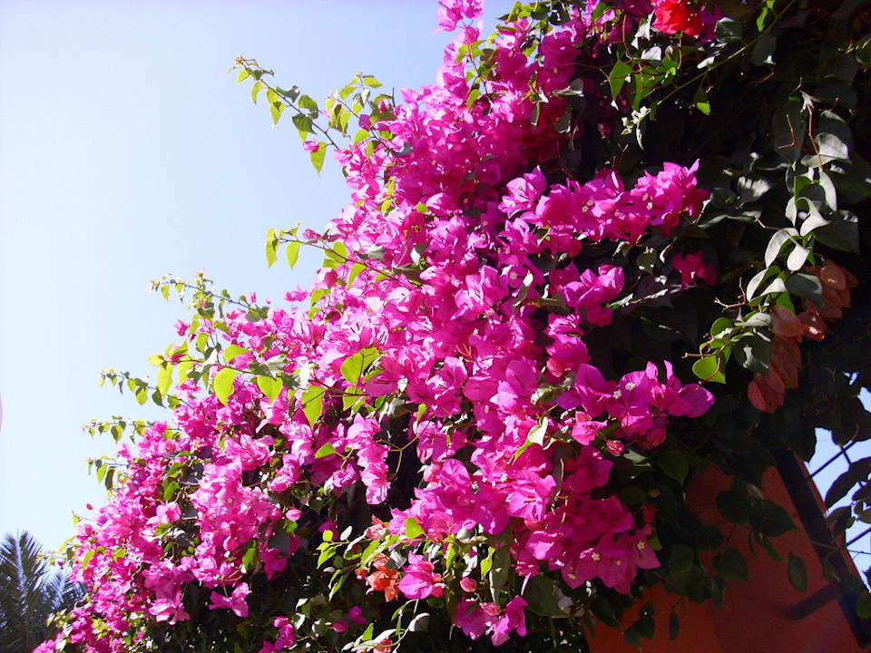 Blumen Alaiye Resort & Spa