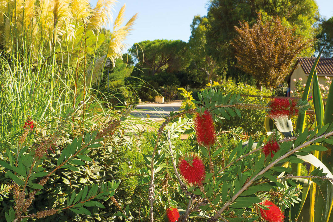 Blumen im großen Naturpark Feriendorf Zum Störrischen Esel