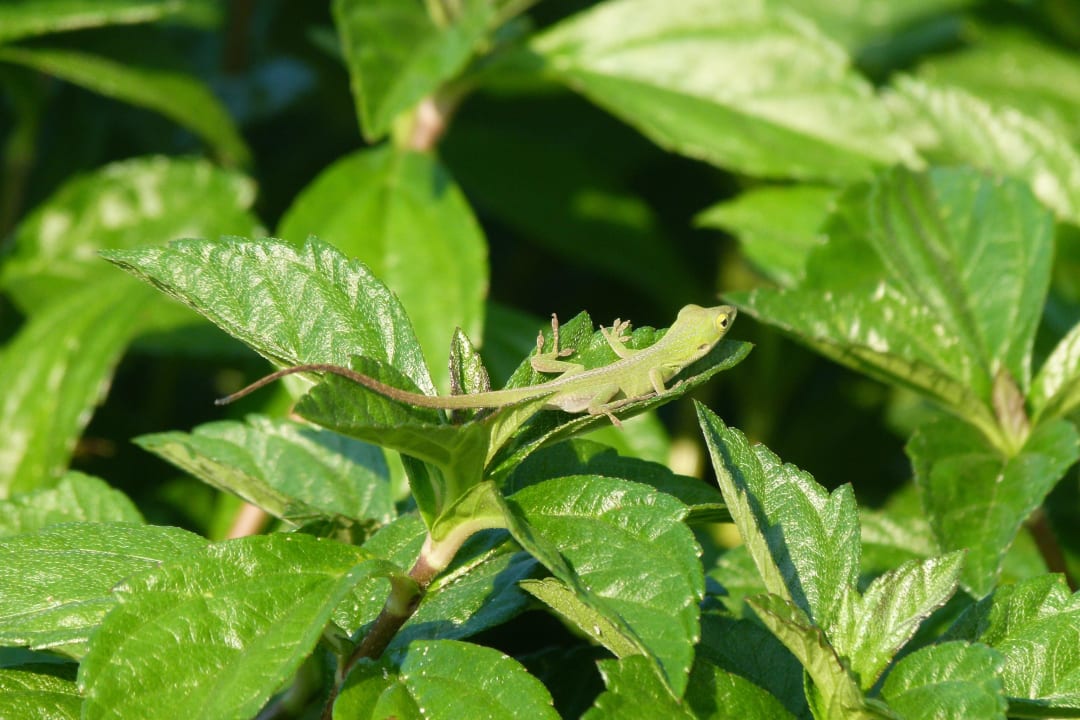 Im Garten gibt es viel zu entdecken Hotel Playa Pesquero