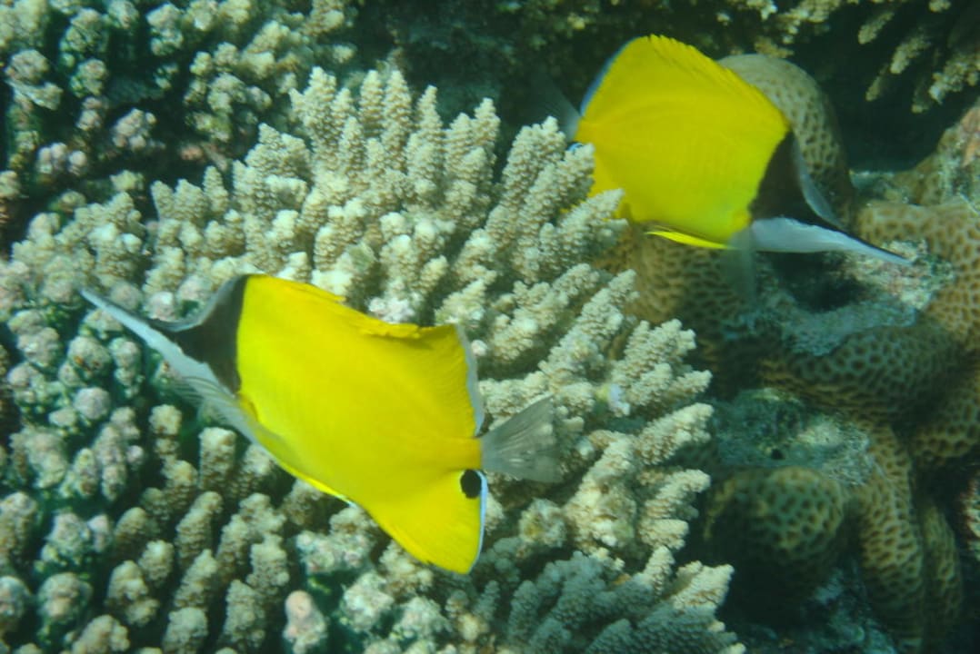 Langmaul- Pinzettfisch Eri Maldives