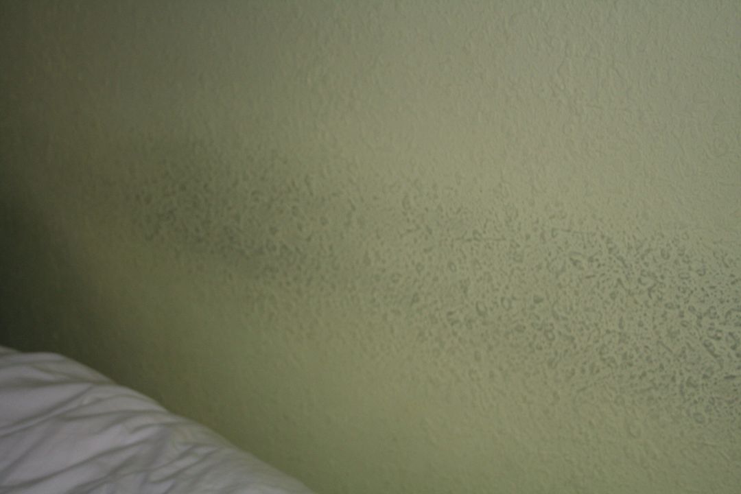 DIE "SCHWARZE" GRUENE WAND Hotel Indigo St. Petersburg Downtown