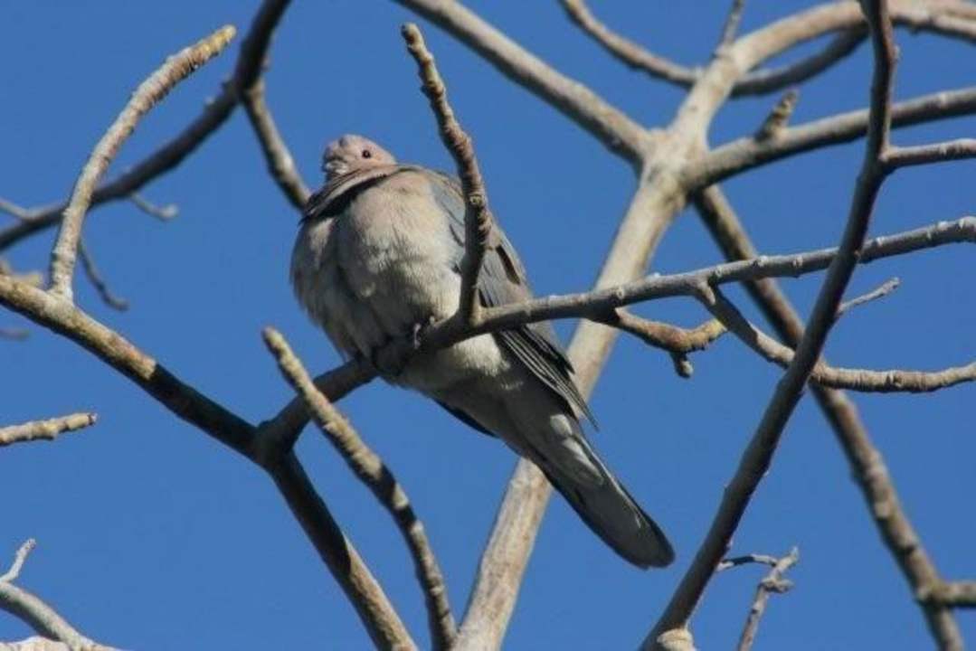 Trochę natury Rehana Sharm Resort Aqua Park & Spa