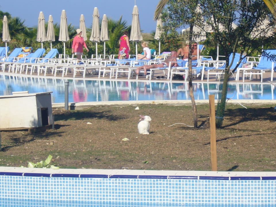 Pool Seaden Sea World Resort & Spa