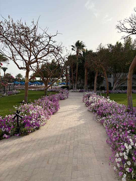 Gartenanlage Desert Rose