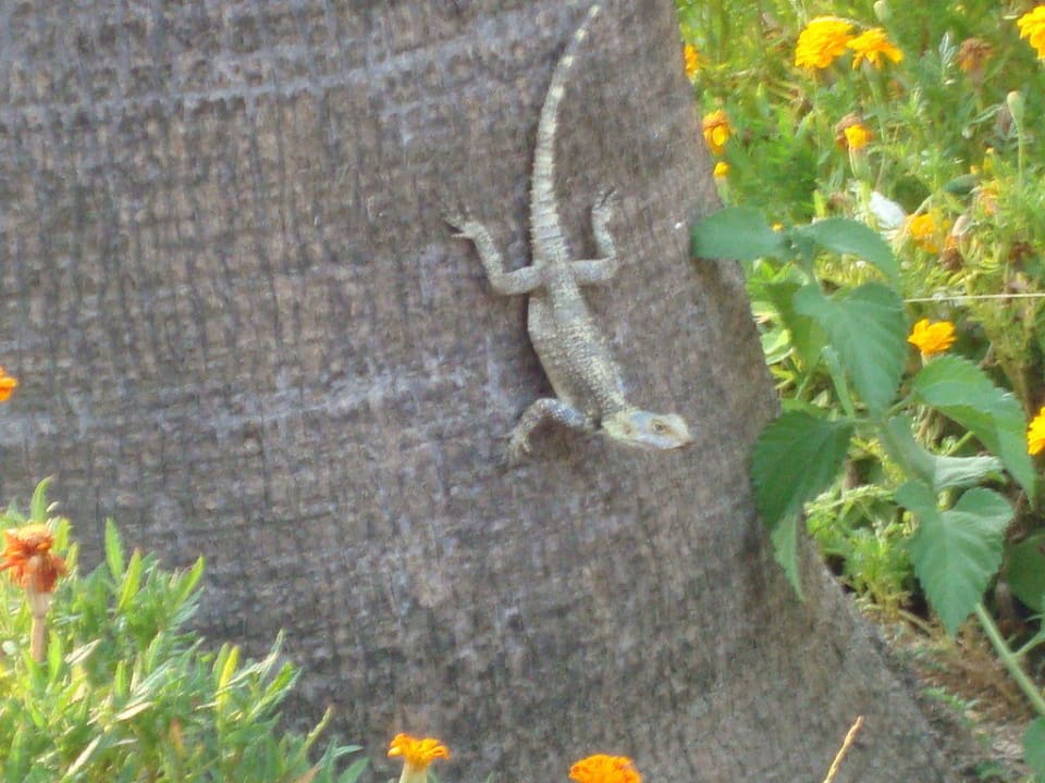 Tierwelt im Garten Hotel Defne Garden