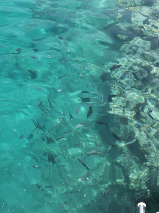 Blick von der Seebrücke auf das Hausriff Cleopatra Luxury Resort Makadi Bay