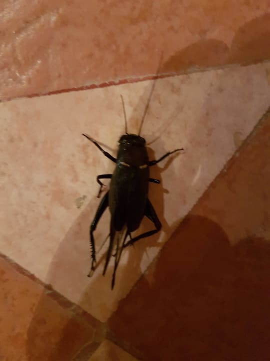 Daumengroße Krabbeltiere auf dem Zimmer Shams Alam Beach Resort