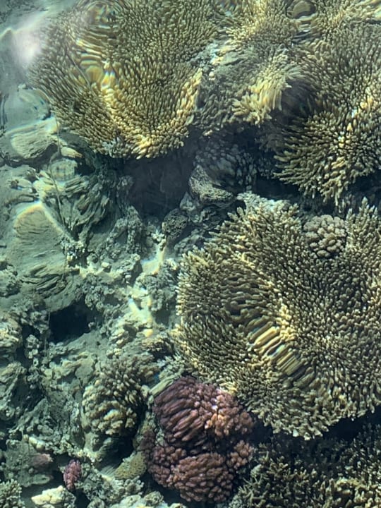 Gartenanlage Cleopatra Luxury Resort Makadi Bay